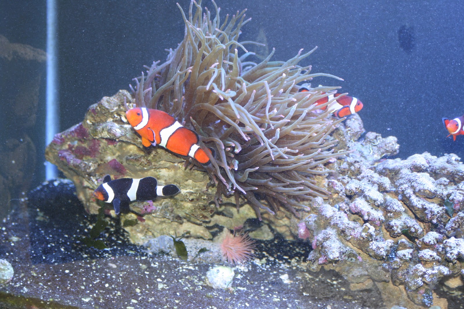 My Boise Life Idaho Aquarium