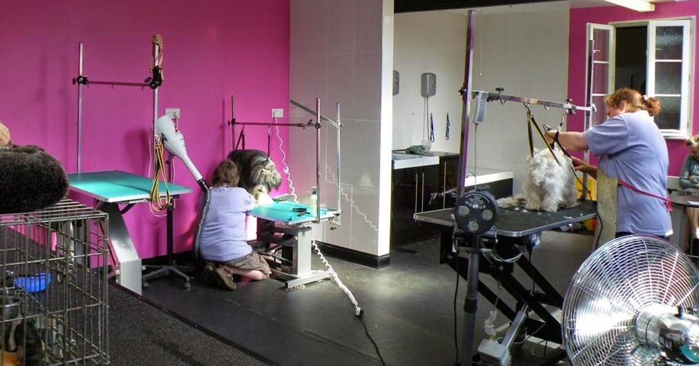 POTEL! Pet Hotel Jakarta Pet Grooming Service