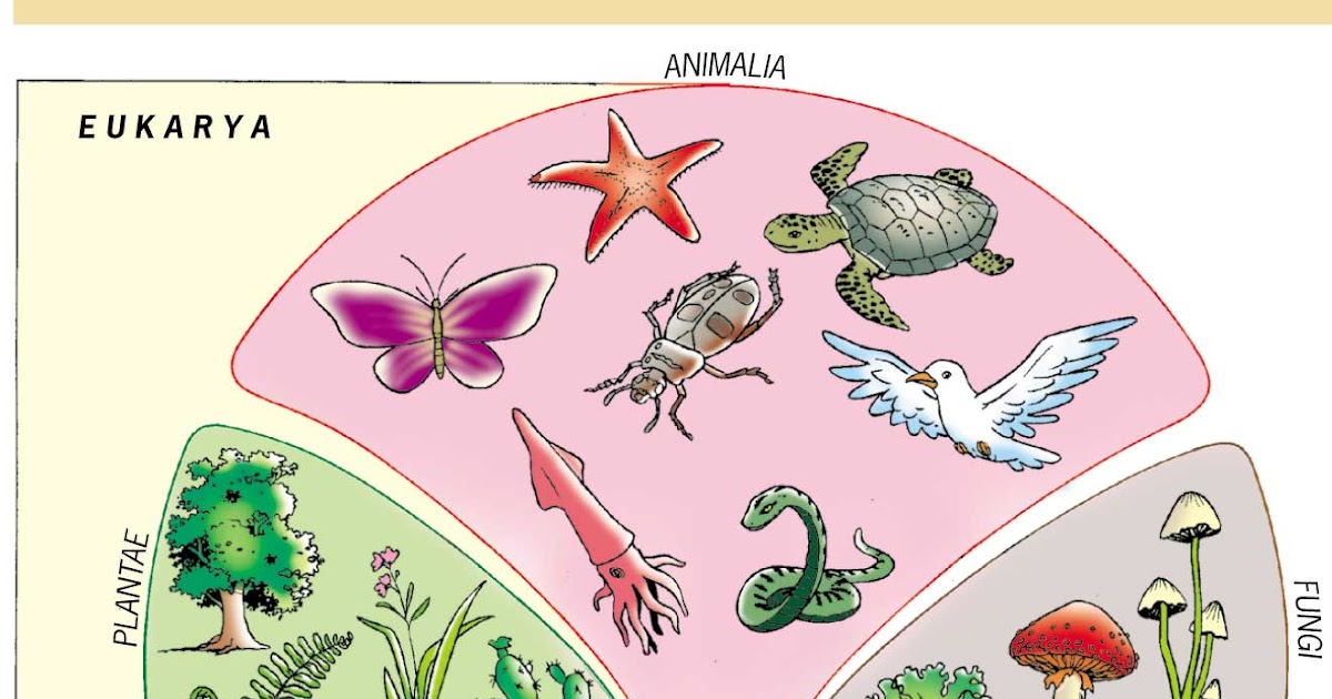 Tudo é ciência: Características dos Cinco Reinos