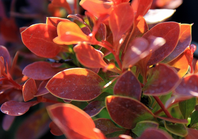 Blog W Zasadzie Ogrodowy Wszystko Kwitnie W Kolo Zakwitly Bzy