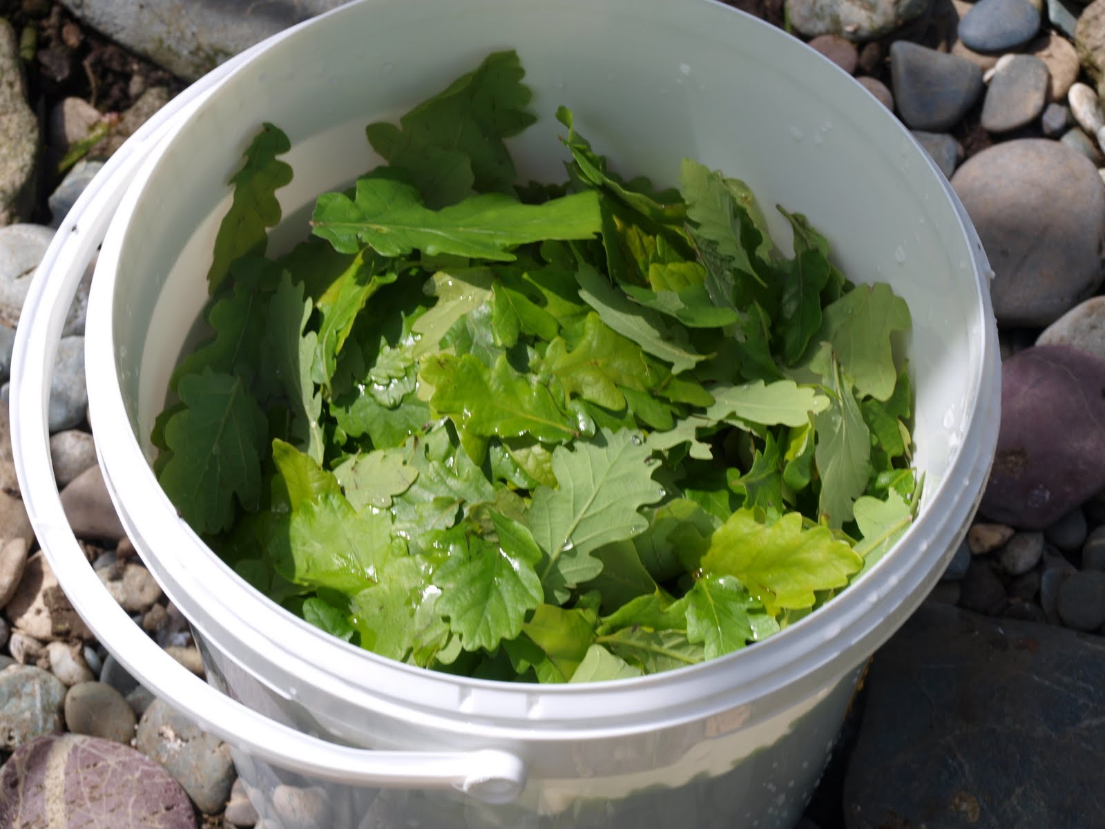 Natures Whispers Spring Oak Leaf Wine