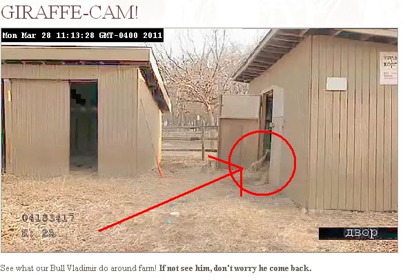 Russian Petite Lap Giraffes