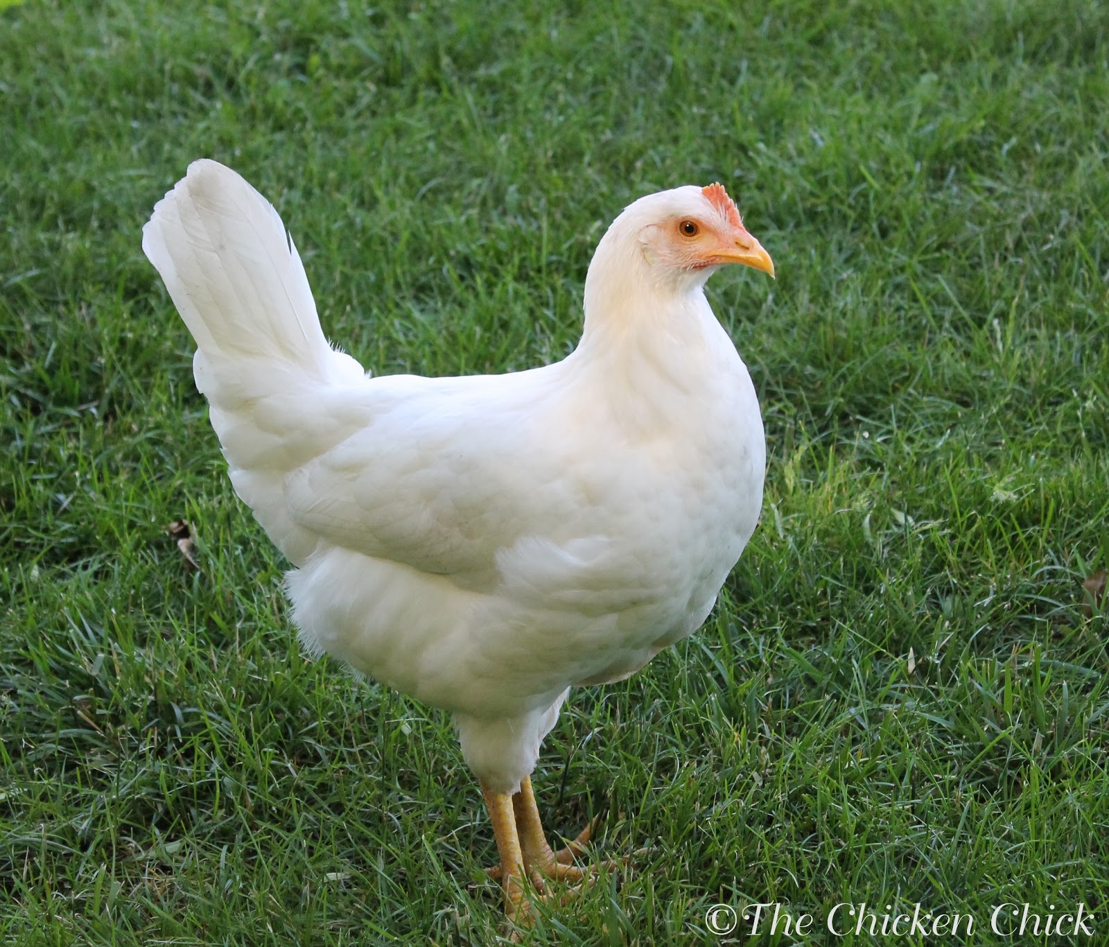 Tips for Selecting Chicken BreedsThe Breed I Need! The Chicken Chick®