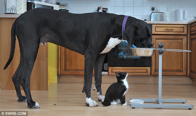 great dane and kitten