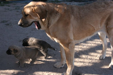 puppies with aunty Siesta