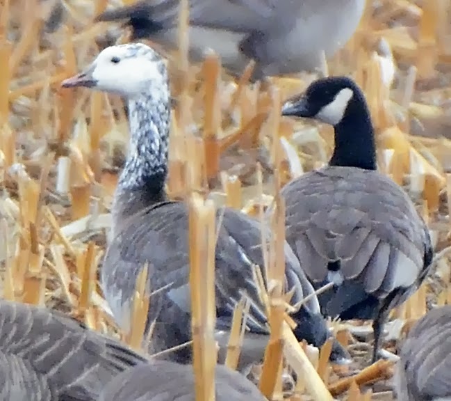 Bird Hybrids Snow Goose x Canada Goose