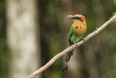 BROAD-BILLED MOTMOT