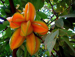 Carambola