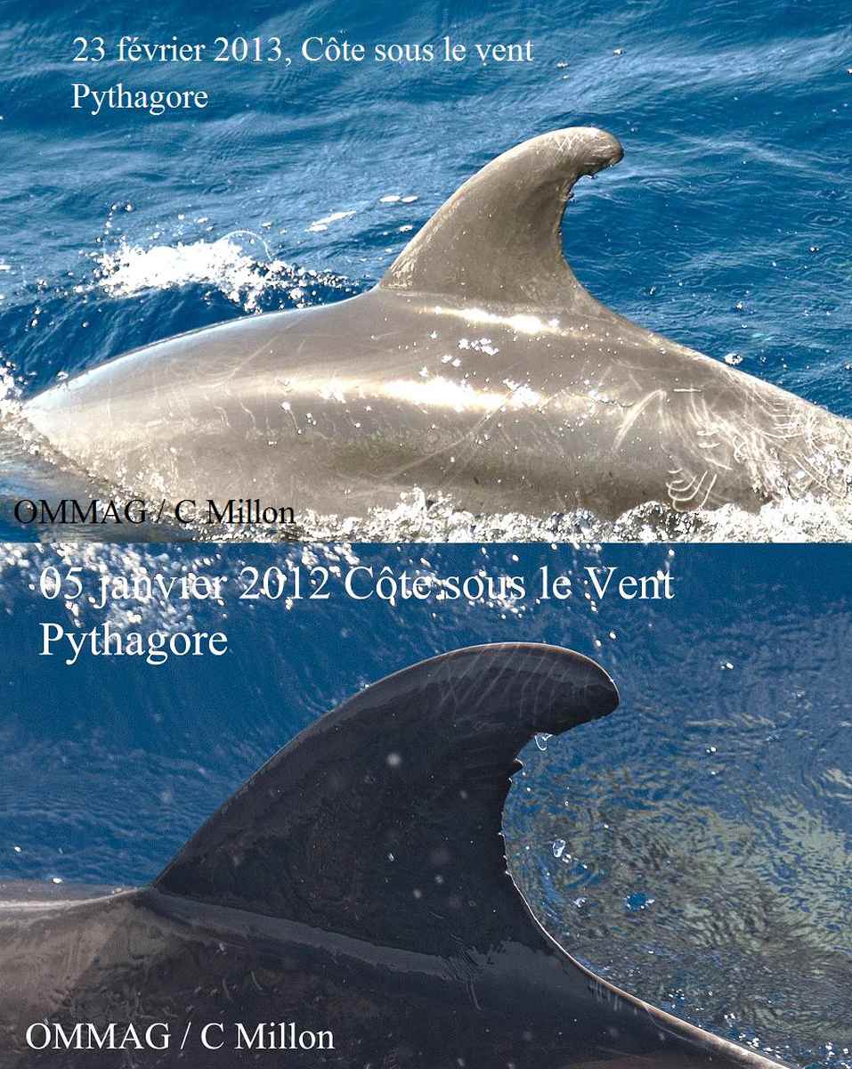 rencontre dauphins martinique