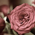 Mengenal Berbagai Jenis Bunga Mawar