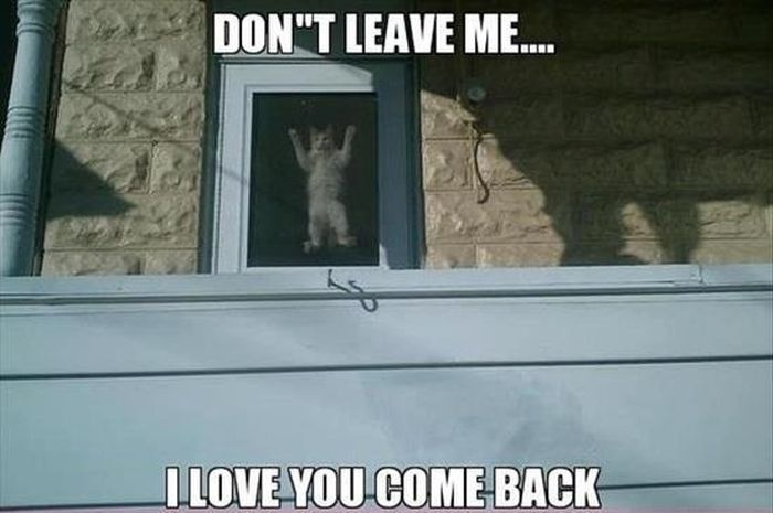 30 Funny animal captions - part 10, funny memes, funny animal memes ...