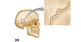 hiphoplife: Fibrous joints