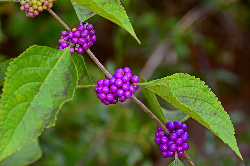 365 in Texas 2014 Day 203 Purple Berries