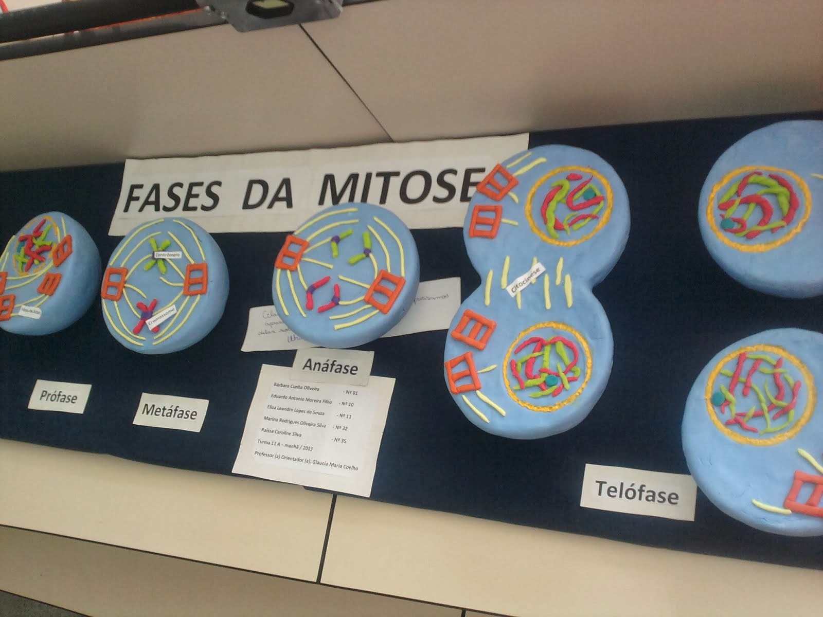 1º ANOS: 4º BIM/2013- A MITOSE