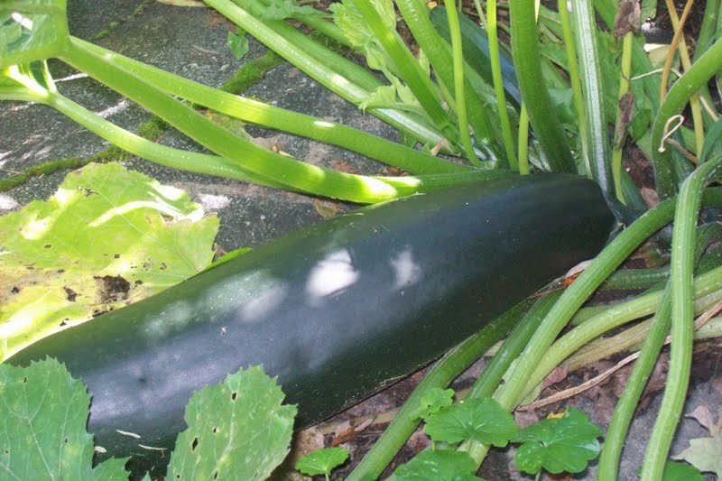 Life in a Deer Yard USE LARGE ZUCCHINI (FRENCHFRIED ZUCCHINI)