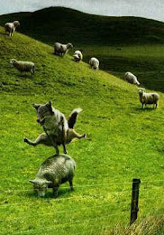 leap sheep