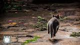 Boletín No. 2 - Entrenando a mi gato