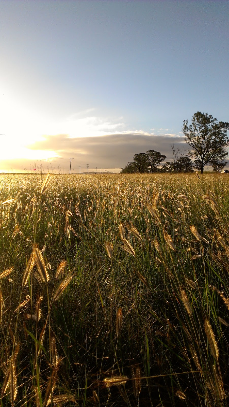 Plant Ecology Blog Grasslands of the Darling Downs a story of