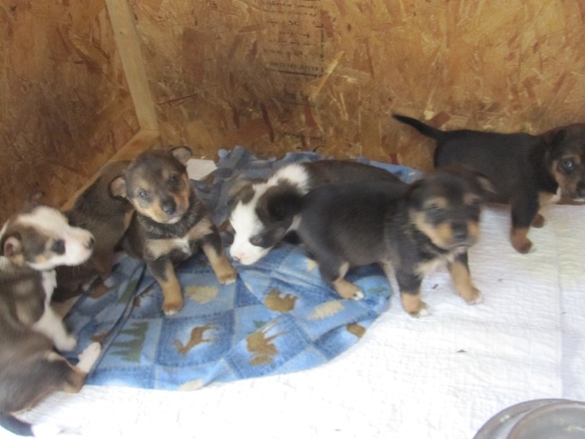 Red Lake Rosie S Rescue Puppy Hug red lake rosie s rescue blogger