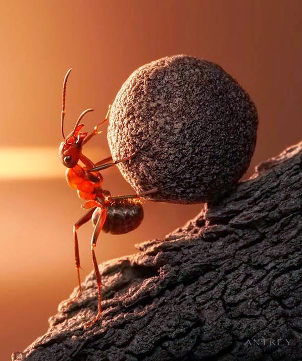 Ants Activities by Andrey Pavlov