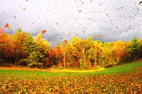  فصل الخريف وجمالياته Autumn - صفحة 2 %D8%B5%D9%88%D8%B1+%D8%A7%D9%84%D8%AE%D8%B1%D9%8A%D9%81+%283%29