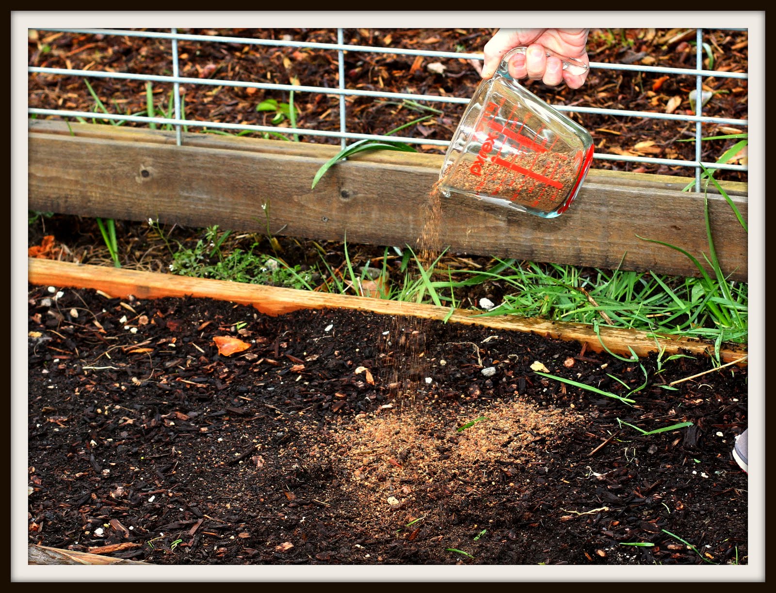 Desperate Gardener Preparing Your Soil
