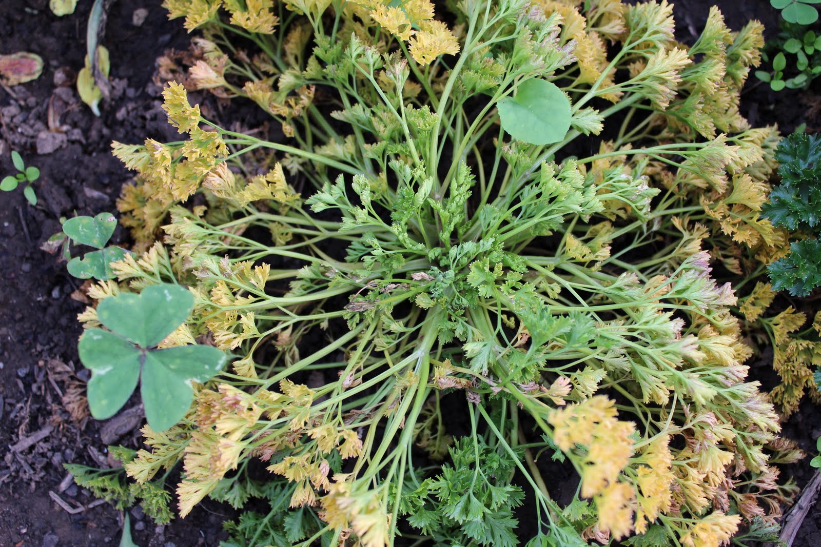 Florez Nursery Problems growing Parsley