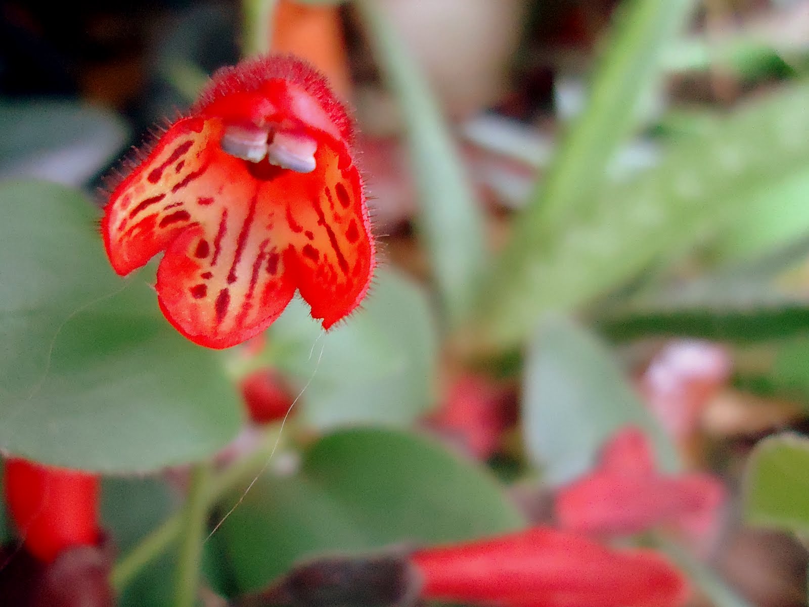 KareWares Lipstick plants in bloom.