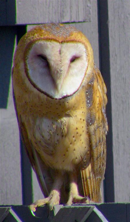 Barn Owl Female