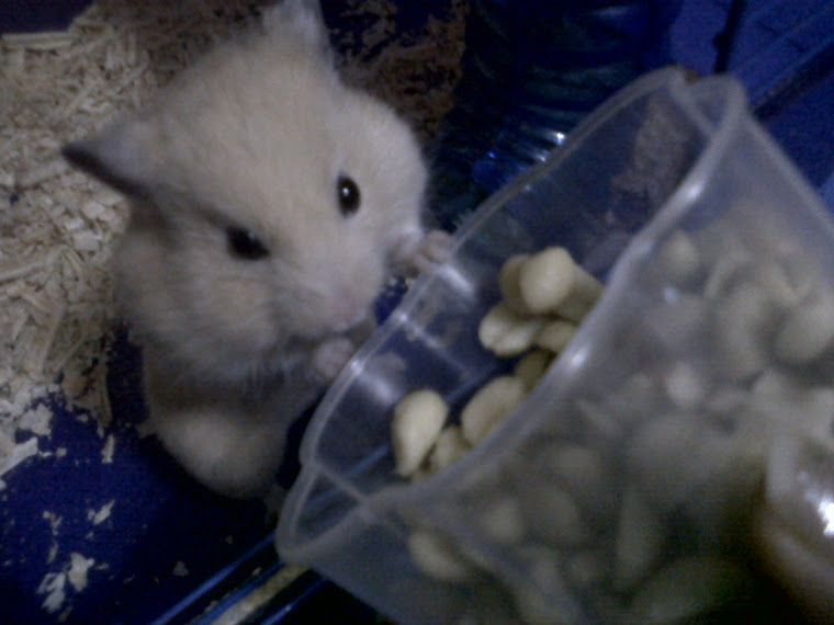 Mi hamster