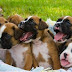 Average Litter Size of Boxer Dogs