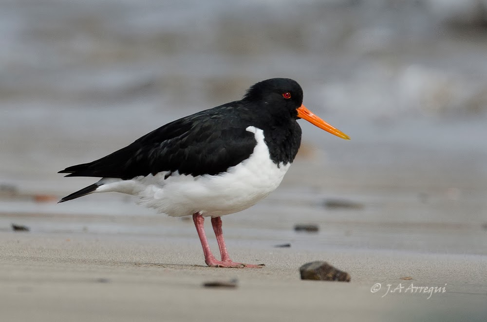 Ostrero euroasiatico, Haematopus ostralegus, Eurasian oystercatcher Ostrero euroasiatico, Haematopus ostralegus, Eurasian oystercatcher