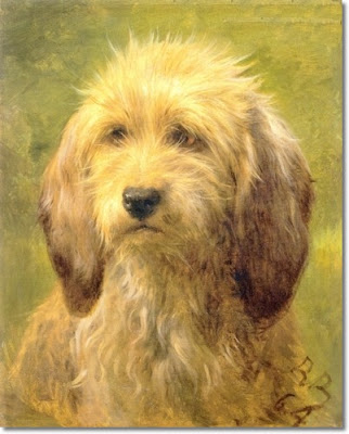 Dachshund Wire Haired Dog Breed Pictures Dachshund Wire Haired Dog Breed Pictures