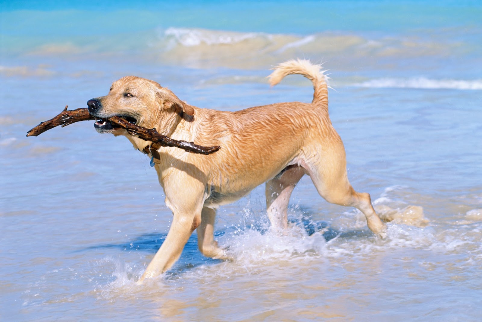 Five Reasons Why Your Dog will Love South Devon Tourist Destinations