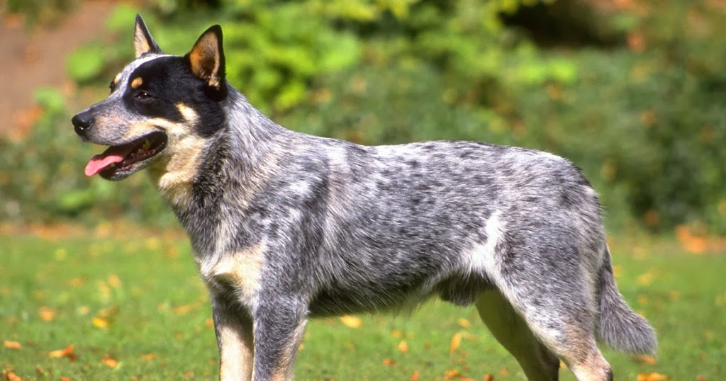 Top Ten Ugliest Dog Breeds Top Ten Ugliest Dog Breeds