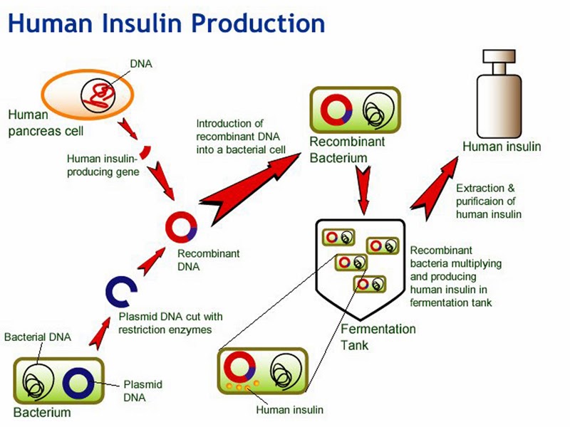 untitled 2 BIOTEKNOLOGI