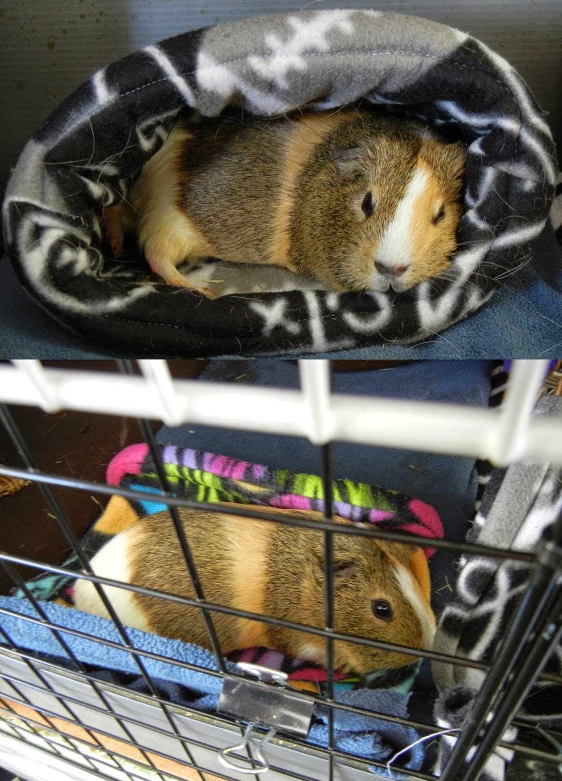 knottyness Guinea pig cuddle sack tutorial