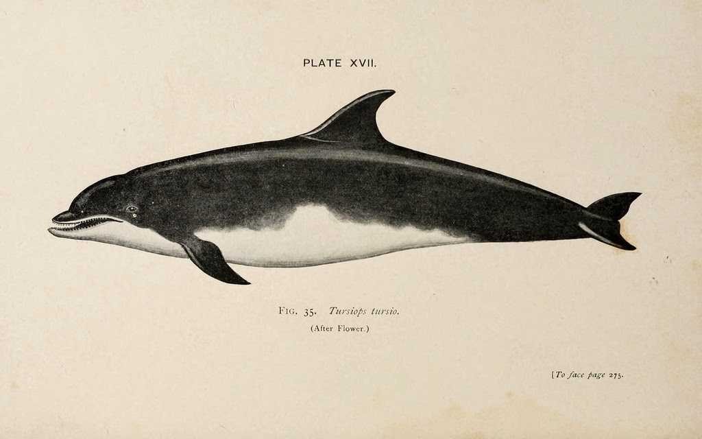 biodiversity heritage library dolphins and true love an bottlenose dolphin scientific classification chart