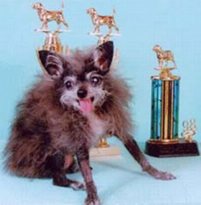 World ugliest dogs pictures