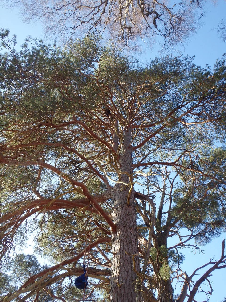 Ron Bury's Wildlife Protecting Scottish trees for the future at Kew’s Millennium Seed Bank