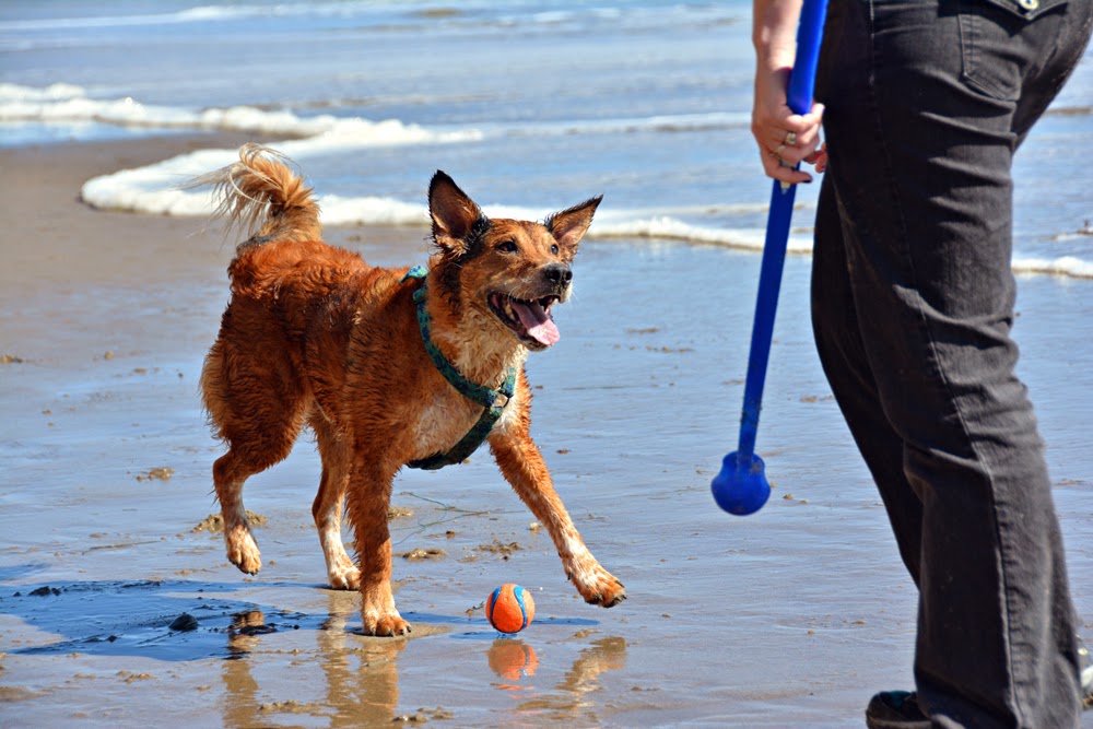 The Dog Geek My Vaccinated Dog Has Kennel Cough?