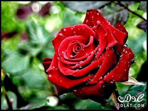 صور ورد صور ورد