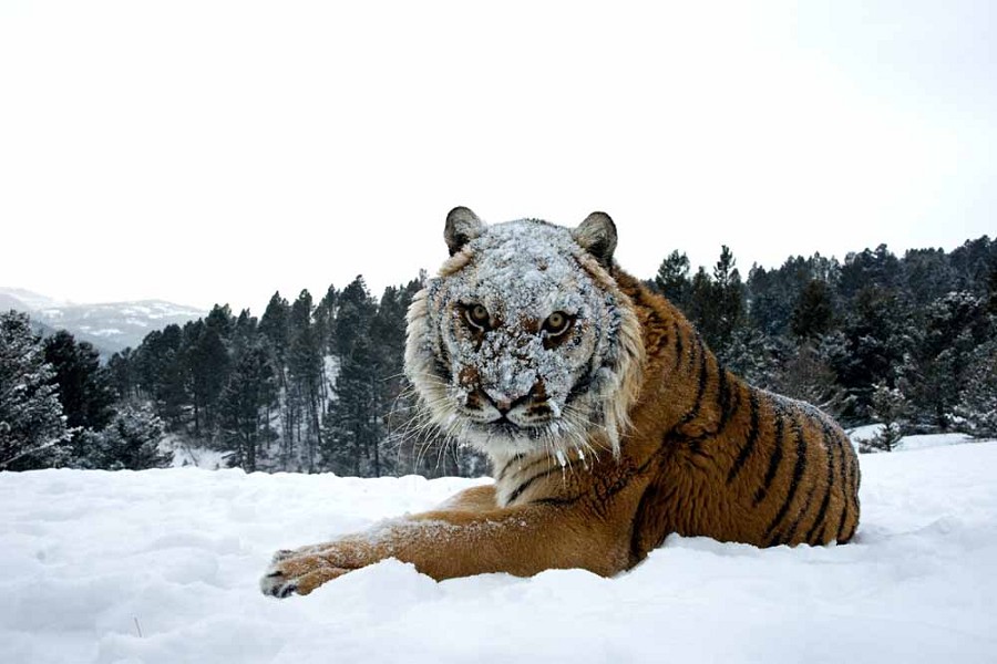 The Reel Foto Jonathan Griffiths Up Close and Personal Wildlife