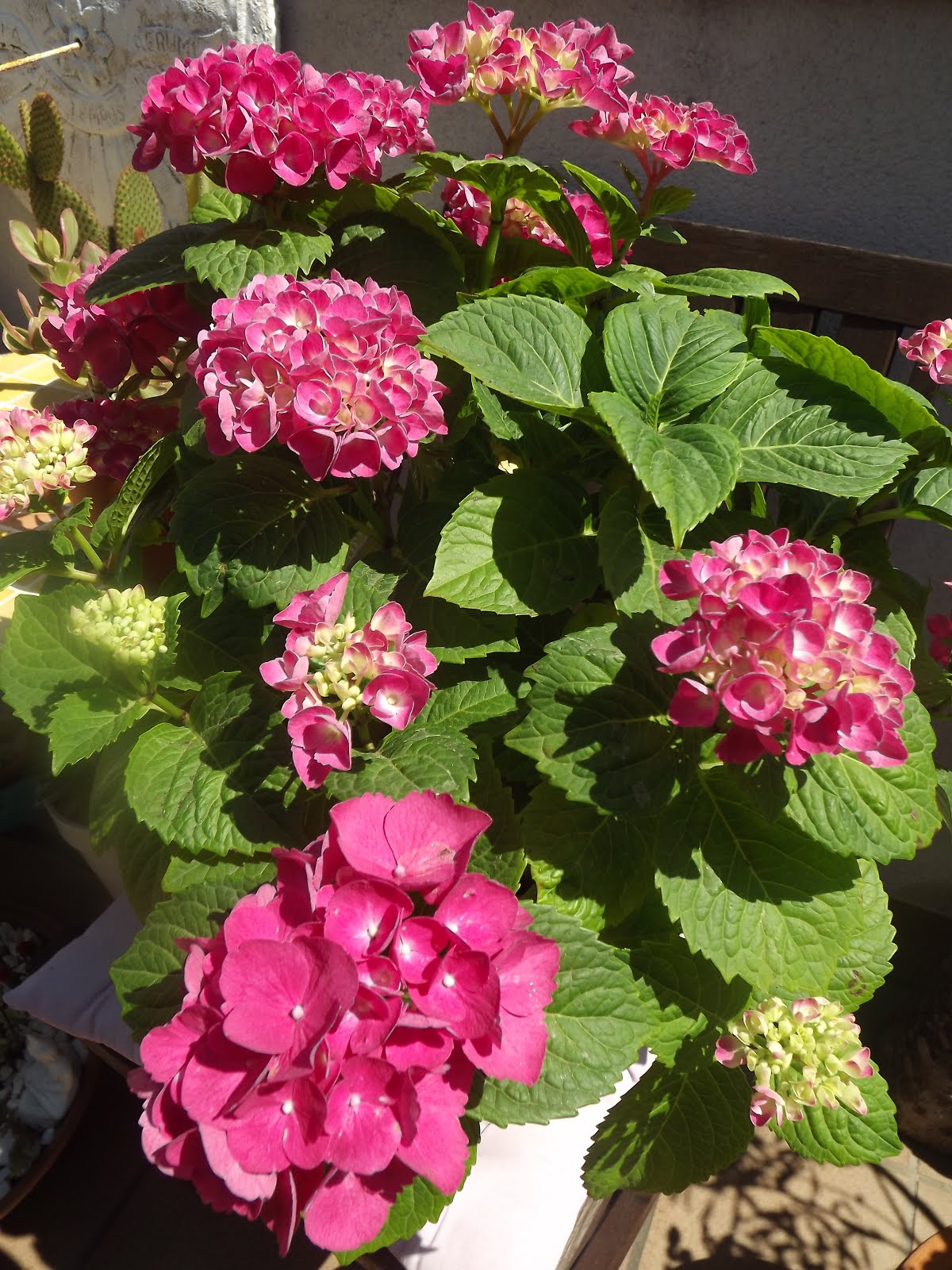 Con sus hortensias...