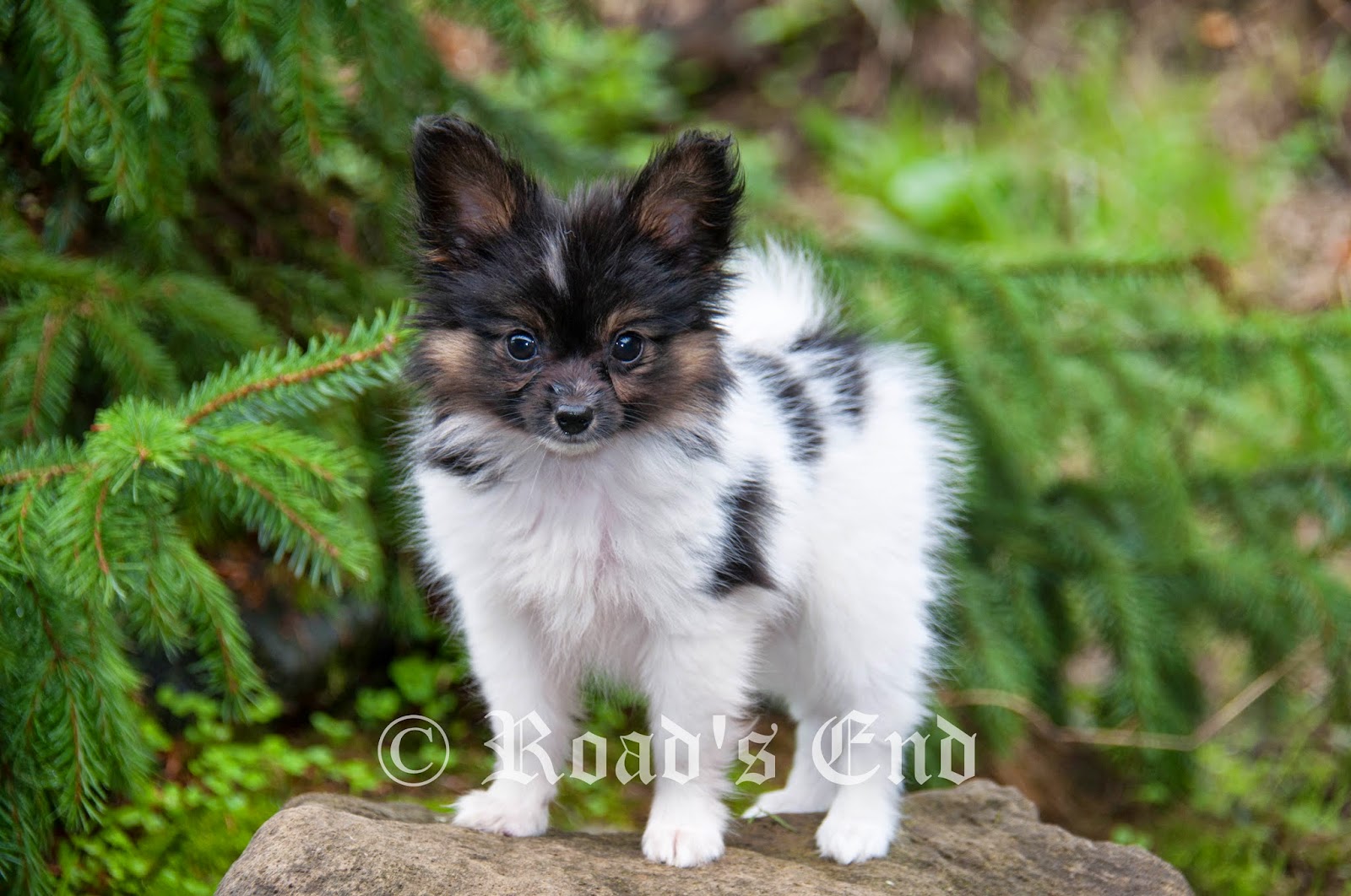 Road's End Papillons Available Papillon Puppies