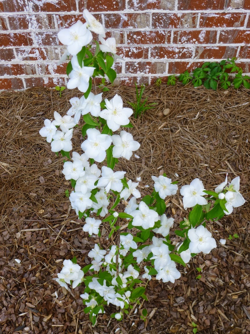 Sweet Mock Orange Shrub Philadelphus Coronarius Flower Photos