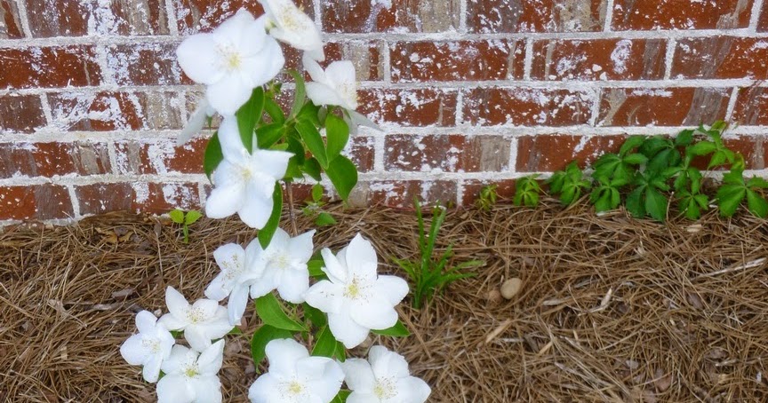 The Lents Farmer My Plant Of The Day Dwarf Snowflake Mock Orange