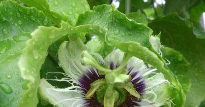 Natural Healing Remedies For Herpes Natural Healing Remedies For Herpes