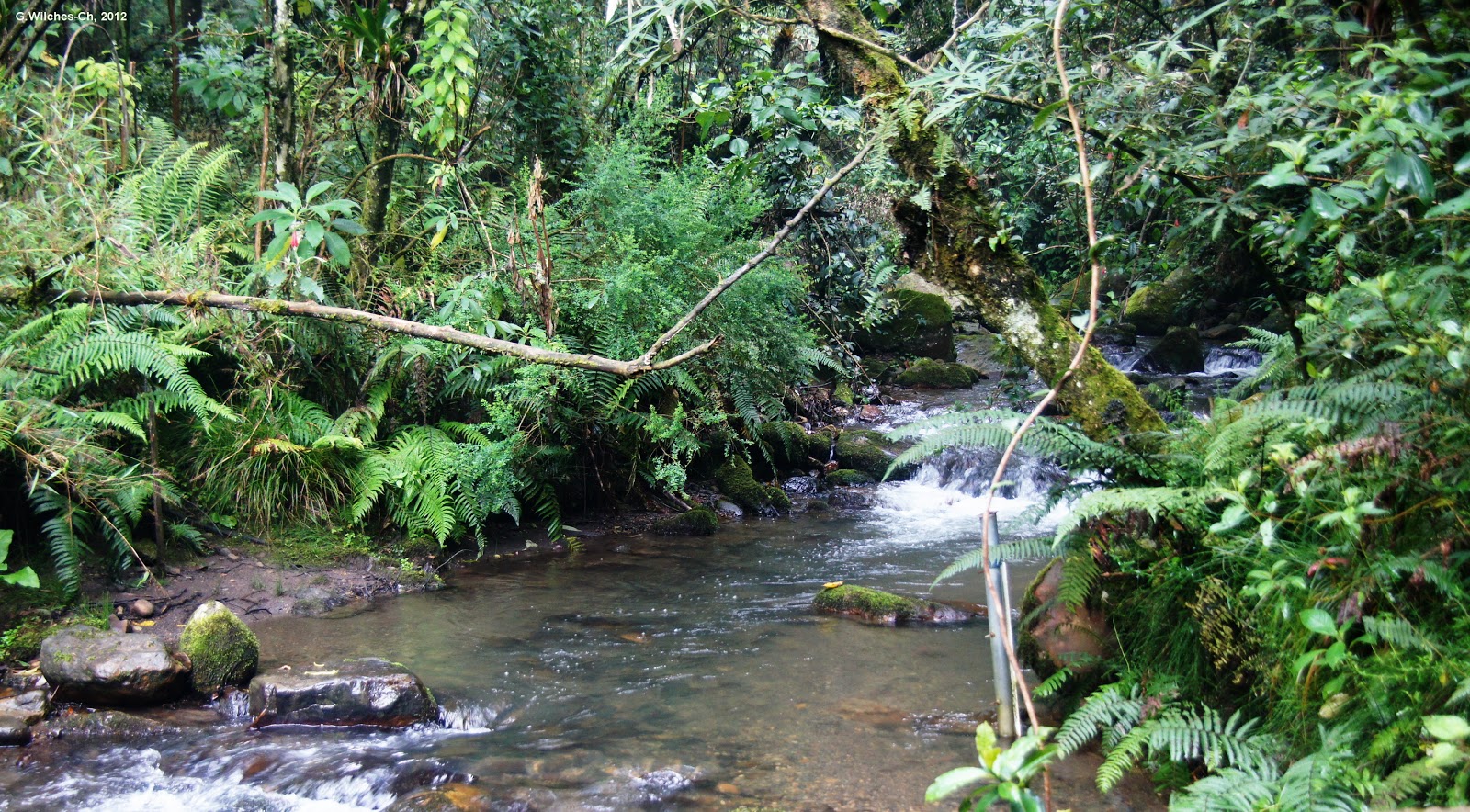LA ESPECIE URBANA EL RÍO SAN FRANCISCO VICACHÁ