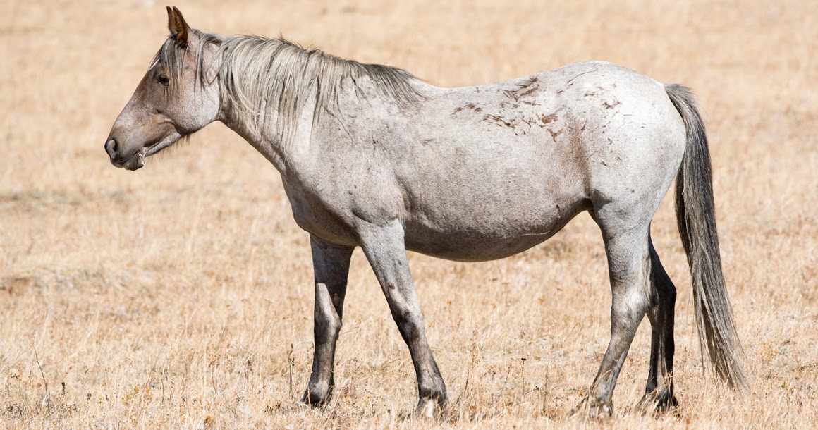 Montana Pryor Mountains Mustangs